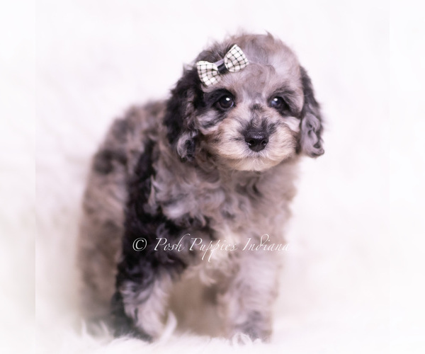 Medium Photo #4 Poodle (Miniature) Puppy For Sale in WARSAW, IN, USA