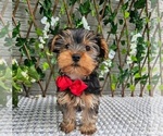 Small #4 Yorkshire Terrier