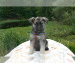Small #4 German Shepherd Dog