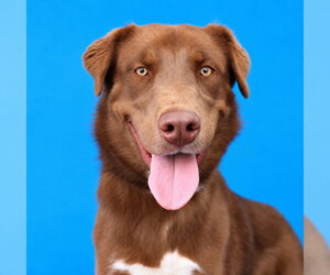 Australian Shepherd Dogs for adoption in Pasadena, CA, USA