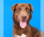 AUTUMN - Female Australian Shepherd Dog for Adoption - Small photo