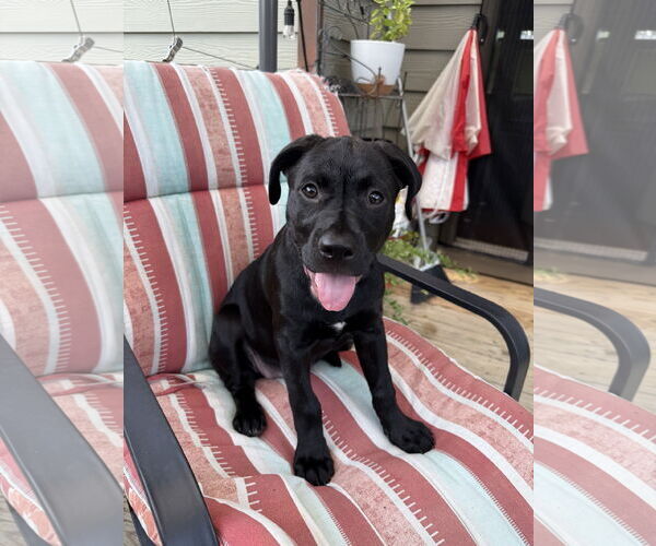 Medium Photo #1 Labrador Retriever-Unknown Mix Puppy For Sale in Greenville, SC, USA