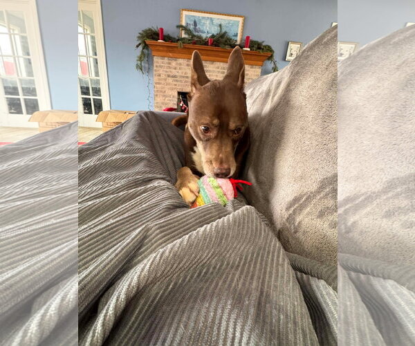 Medium Photo #9 Siberian Husky-Unknown Mix Puppy For Sale in Germantown, OH, USA