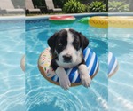 Small #3 Labrador Retriever Mix