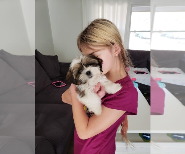 Medium Photo #1 Shorkie Tzu Puppy For Sale in SHAWNEE, KS, USA