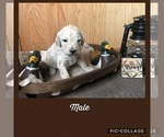 Small Photo #8 Poodle (Standard) Puppy For Sale in BERRYVILLE, AR, USA