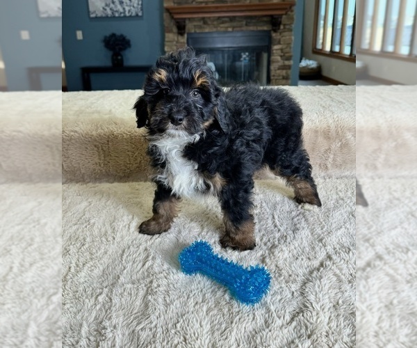 Medium Photo #4 Bernedoodle (Miniature) Puppy For Sale in GREENWOOD, IN, USA