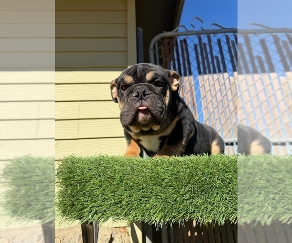 Medium Photo #22 English Bulldog Puppy For Sale in WEST HOLLYWOOD, CA, USA