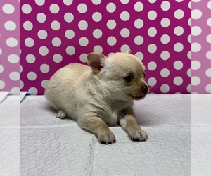 Chihuahua Puppy for sale in AUSTIN, TX, USA