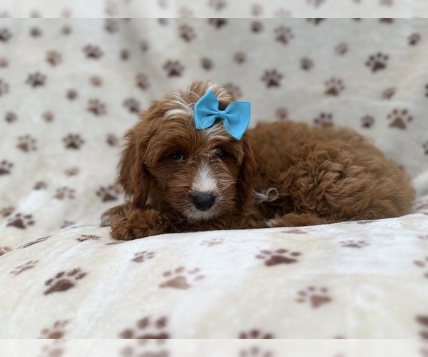 Medium Photo #3 Cavapoo (Miniature) Puppy For Sale in LAKELAND, FL, USA