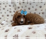 Bailey - Female Cavapoo (Miniature) Puppy for Sale - Photo #3