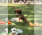 Small #3 Labrador Retriever