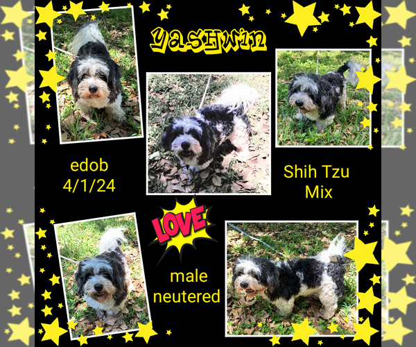 Medium Photo #4 Shih Tzu-Unknown Mix Puppy For Sale in Missouri City, TX, USA