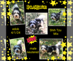Small #3 Shih Tzu Mix