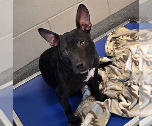 American Pit Bull Terrier Dogs for adoption in Waterford, VA, USA