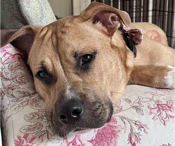 Medium Photo #17 American Staffordshire Terrier-Labrador Retriever Mix Puppy For Sale in Brewster, NY, USA