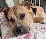 Small #16 American Staffordshire Terrier-Labrador Retriever Mix