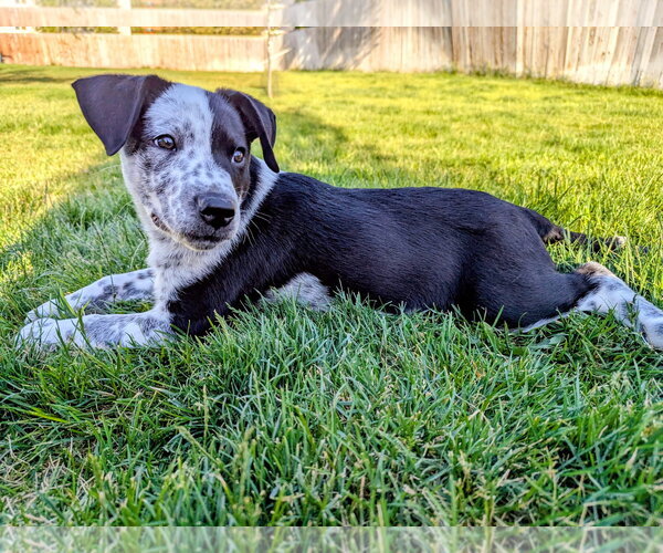 Medium Photo #3 Border Collie-Unknown Mix Puppy For Sale in Sandy, UT, USA