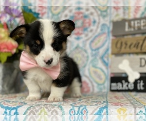 Pembroke Welsh Corgi Puppy for sale in LANCASTER, PA, USA