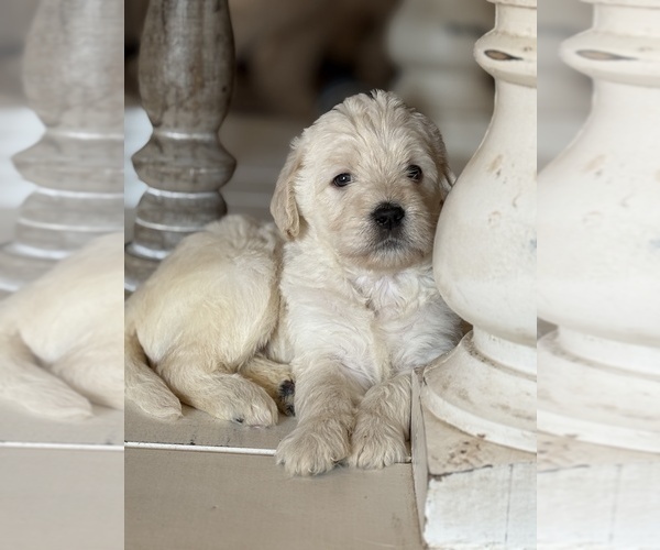 Medium Photo #16 Labradoodle Puppy For Sale in ADGER, AL, USA