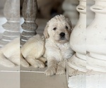 Small #15 Labradoodle