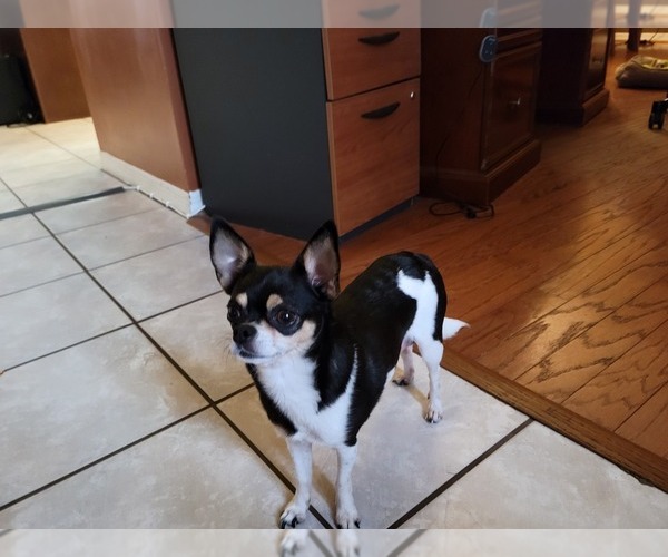 Medium Photo #1 Chihuahua Puppy For Sale in OVIEDO, FL, USA