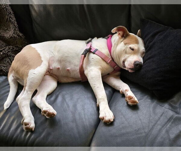 Medium Photo #9 American Pit Bull Terrier-Unknown Mix Puppy For Sale in Clarkston, MI, USA