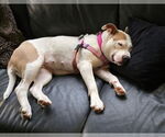 Small #8 American Pit Bull Terrier Mix
