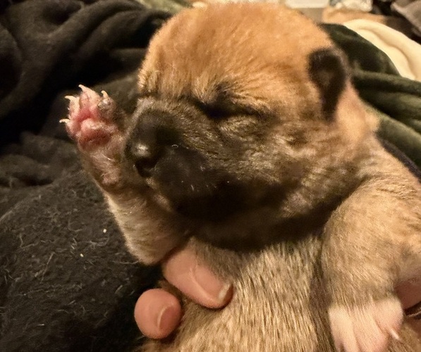 Medium Photo #20 Shiba Inu Puppy For Sale in ZIONSVILLE, IN, USA