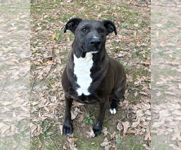 Medium Photo #3 American Pit Bull Terrier-Unknown Mix Puppy For Sale in Boston, MA, USA