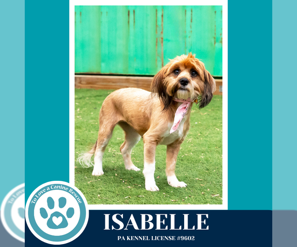 Medium Photo #5 Shih Tzu-Unknown Mix Puppy For Sale in Kimberton, PA, USA