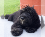 Small #2 Bernedoodle (Miniature)