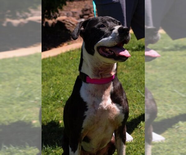 Medium Photo #5 Bullboxer Pit Puppy For Sale in Chandler, AZ, USA