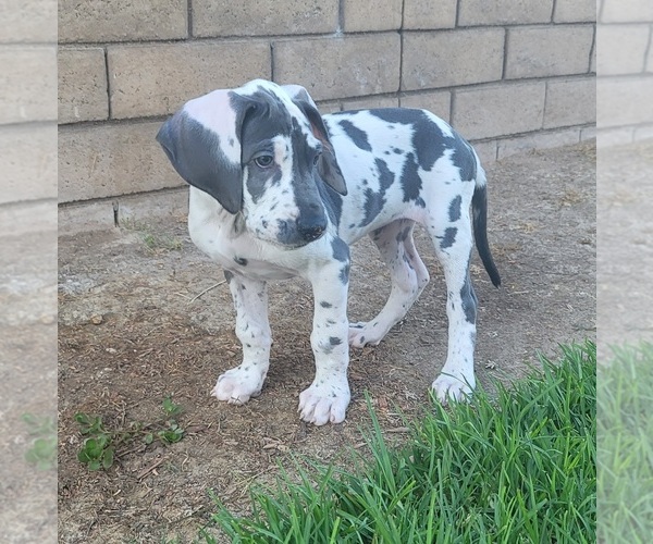 Medium Photo #29 Great Dane Puppy For Sale in CORONA, CA, USA