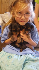 Yorkshire Terrier Puppy for sale in BLOWING ROCK, NC, USA