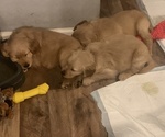Small Photo #14 Golden Retriever Puppy For Sale in ELKHART, IN, USA