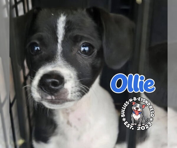 Medium Photo #2 Ratshi Terrier Puppy For Sale in Omaha, NE, USA