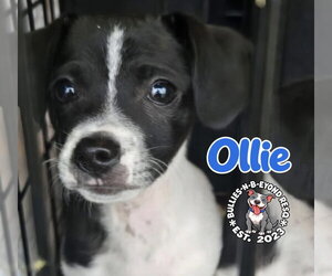Ollie - Male Ratshi Terrier Dog for Adoption - Photo #2