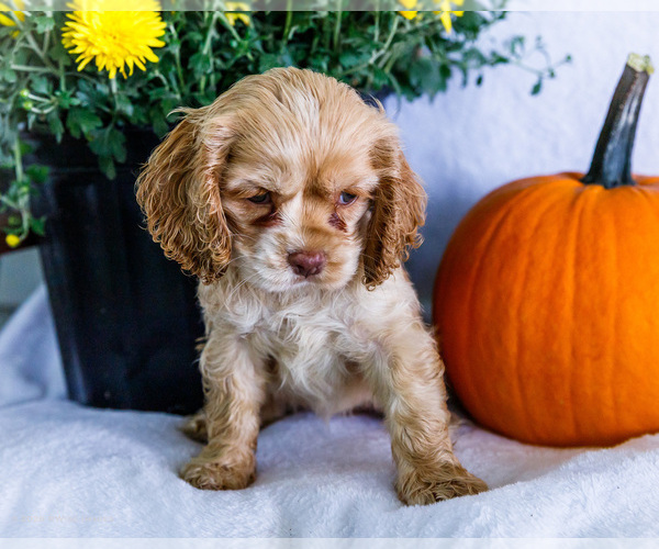 Medium Photo #10 Cocker Spaniel Puppy For Sale in WAKARUSA, IN, USA