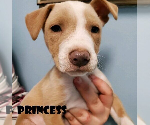 Medium Photo #1 Mutt Puppy For Sale in Vail, AZ, USA