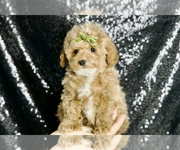 Medium Photo #3 Maltipoo Puppy For Sale in WARSAW, IN, USA
