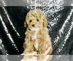 Small #2 Maltipoo