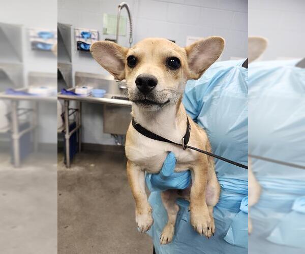 Medium Photo #1 Mutt Puppy For Sale in San Antonio, TX, USA