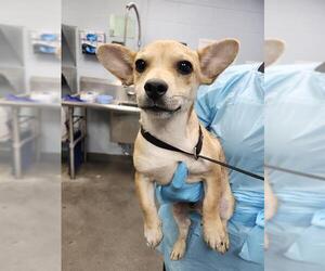 Mutt Dogs for adoption in San Antonio, TX, USA