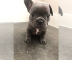 Puppy 2 French Bulldog