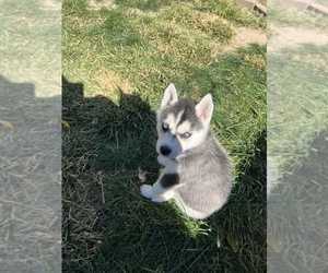 Siberian Husky Puppy for sale in MARTINSVILLE, IN, USA