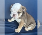 Puppy Latte English Bulldog