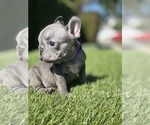 Small Photo #5 French Bulldog Puppy For Sale in COLUMBUS, OH, USA