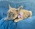 Small Photo #2 French Bulldog Puppy For Sale in STOCKTON, CA, USA