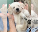 Small Photo #6 Labradoodle Puppy For Sale in GLENDALE, CA, USA